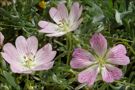 Image of silvery cranesbill