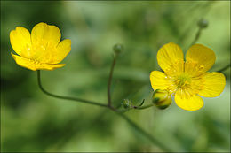 Image de Ranunculus lanuginosus L.