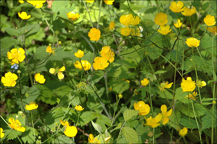 Image de Ranunculus lanuginosus L.