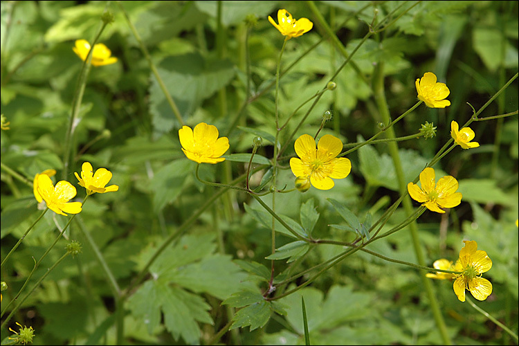 Image de Ranunculus lanuginosus L.