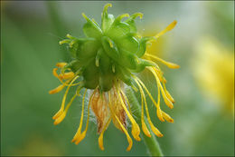 Image de Ranunculus lanuginosus L.