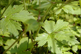 Image de Ranunculus lanuginosus L.