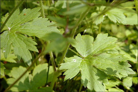 Imagem de Ranunculus lanuginosus L.