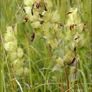 Image of Rhinanthus freynii (A. Kerner ex Sterneck) Fiori