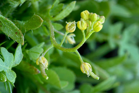 Image of curvepod yellowcress