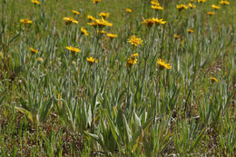 Слика од Arnica parryi A. Gray