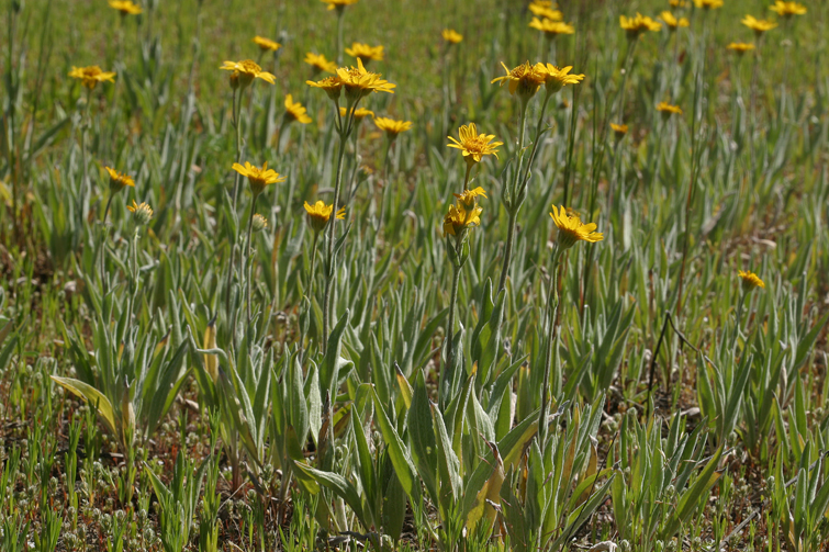 Слика од Arnica parryi A. Gray