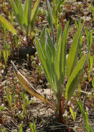 Слика од Arnica parryi A. Gray