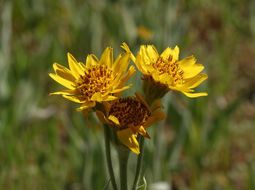 Image of Parry's arnica