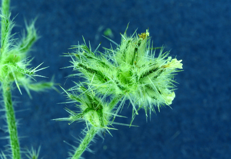 Plancia ëd Cryptantha torreyana (A. Gray) Greene