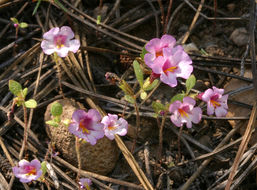 Image of <i>Mimulus torreyi</i>