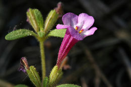 Image of <i>Mimulus torreyi</i>