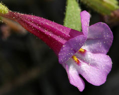 Image of <i>Mimulus torreyi</i>