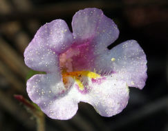 Image of <i>Mimulus torreyi</i>