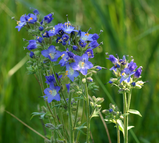 Image of western polemonium