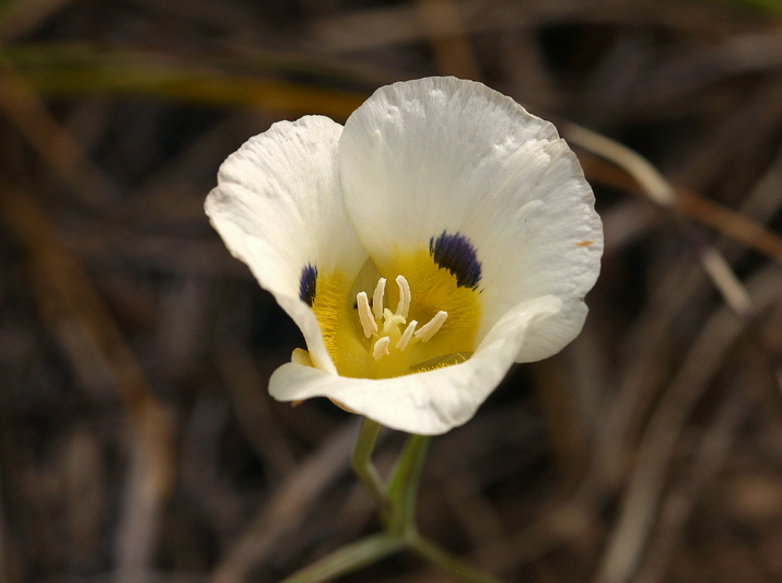 Calochortus leichtlinii Hook. fil. resmi