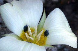 Calochortus leichtlinii Hook. fil. resmi