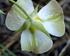 Calochortus leichtlinii Hook. fil. resmi