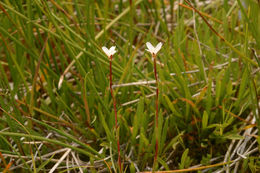 Image of Oregon Willowherb