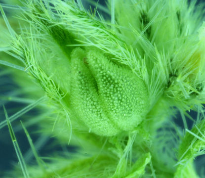 Plancia ëd Cryptantha echinella Greene