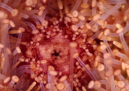 Image of Purple sea urchin