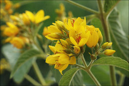Image of Yellow Loosestrife