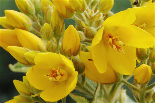 Image of Yellow Loosestrife