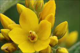 Imagem de Lysimachia vulgaris L.