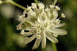 Imagem de Astrantia carniolica Jacq.