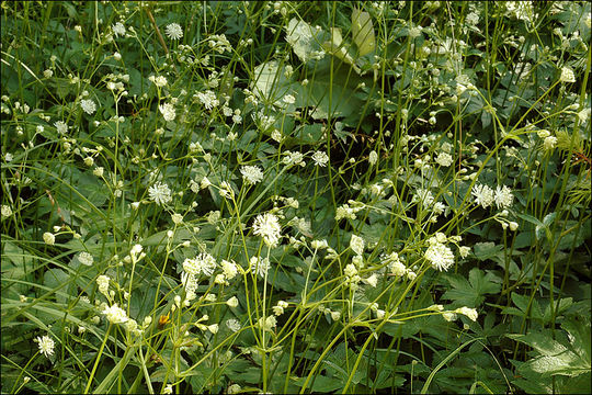 Imagem de Astrantia carniolica Jacq.