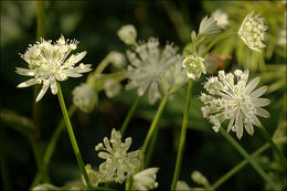 Imagem de Astrantia carniolica Jacq.