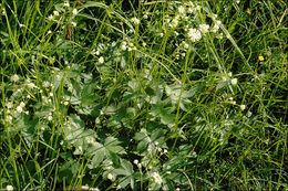 Imagem de Astrantia carniolica Jacq.