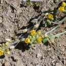 Image of Columbian yellowcress