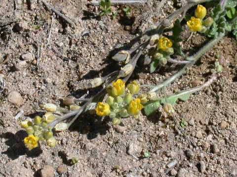 Image of Columbian yellowcress