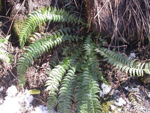 Слика од Polystichum lonchitis (L.) Roth