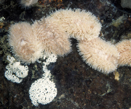 Image of Grey sea slug