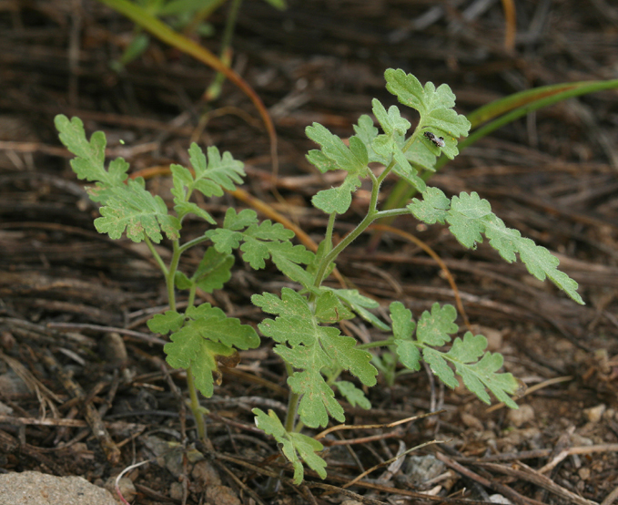 Image of branching phacelia