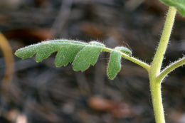 Image of branching phacelia