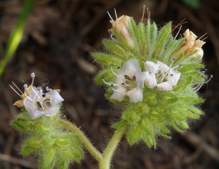 Image of branching phacelia