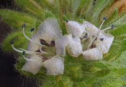 Image of branching phacelia