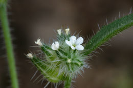 Sivun Cryptantha echinella Greene kuva