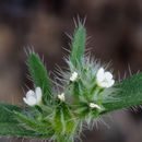 Image of prickly cryptantha
