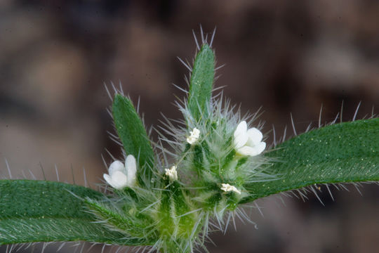 Plancia ëd Cryptantha echinella Greene