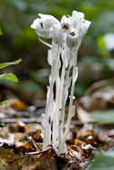 Image of Indian Pipe