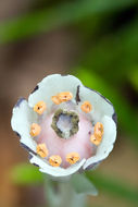 Image of Indian Pipe