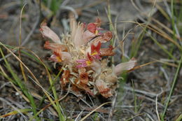 Image of <i>Orobanche corymbosa</i>