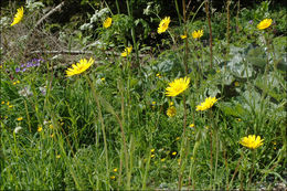 Image of <i>Tragopogon pratensis</i> ssp. <i>orientalis</i>