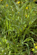 Image of <i>Tragopogon pratensis</i> ssp. <i>orientalis</i>