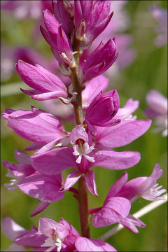 Image of tufted milkwort