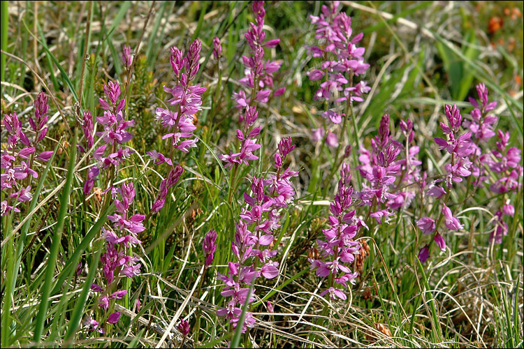 Image of tufted milkwort